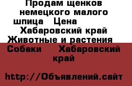 Продам щенков немецкого малого шпица › Цена ­ 25 000 - Хабаровский край Животные и растения » Собаки   . Хабаровский край